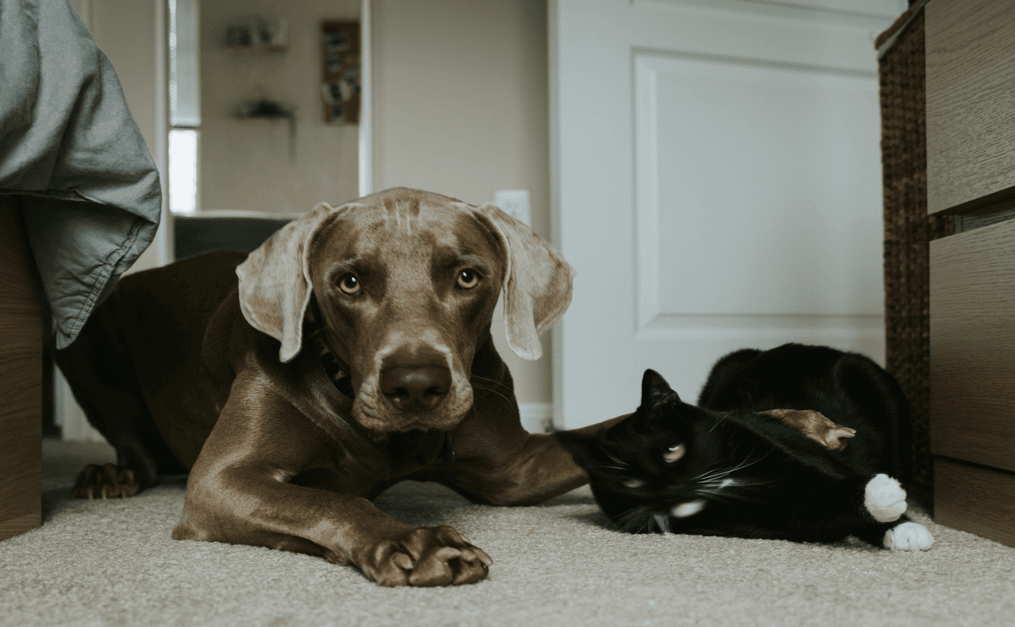 HappyPet Kontaktformular Hintergrund